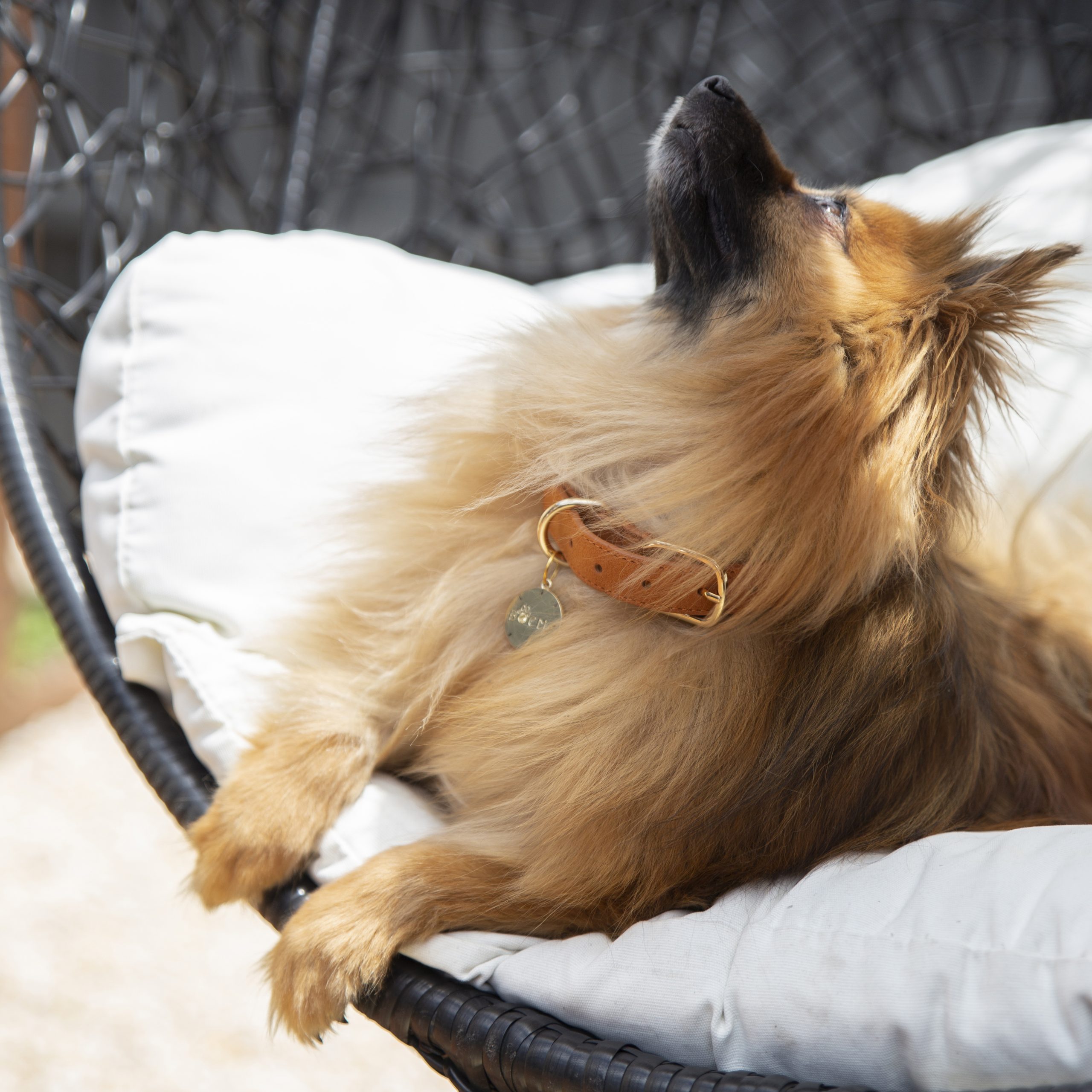 Personalized Smart Pet ID tag - Image 7
