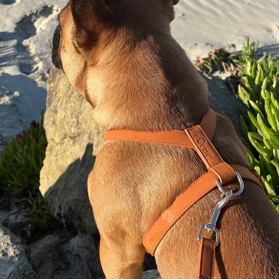 Flâneur Handcrafted Dog Harness - Image 4