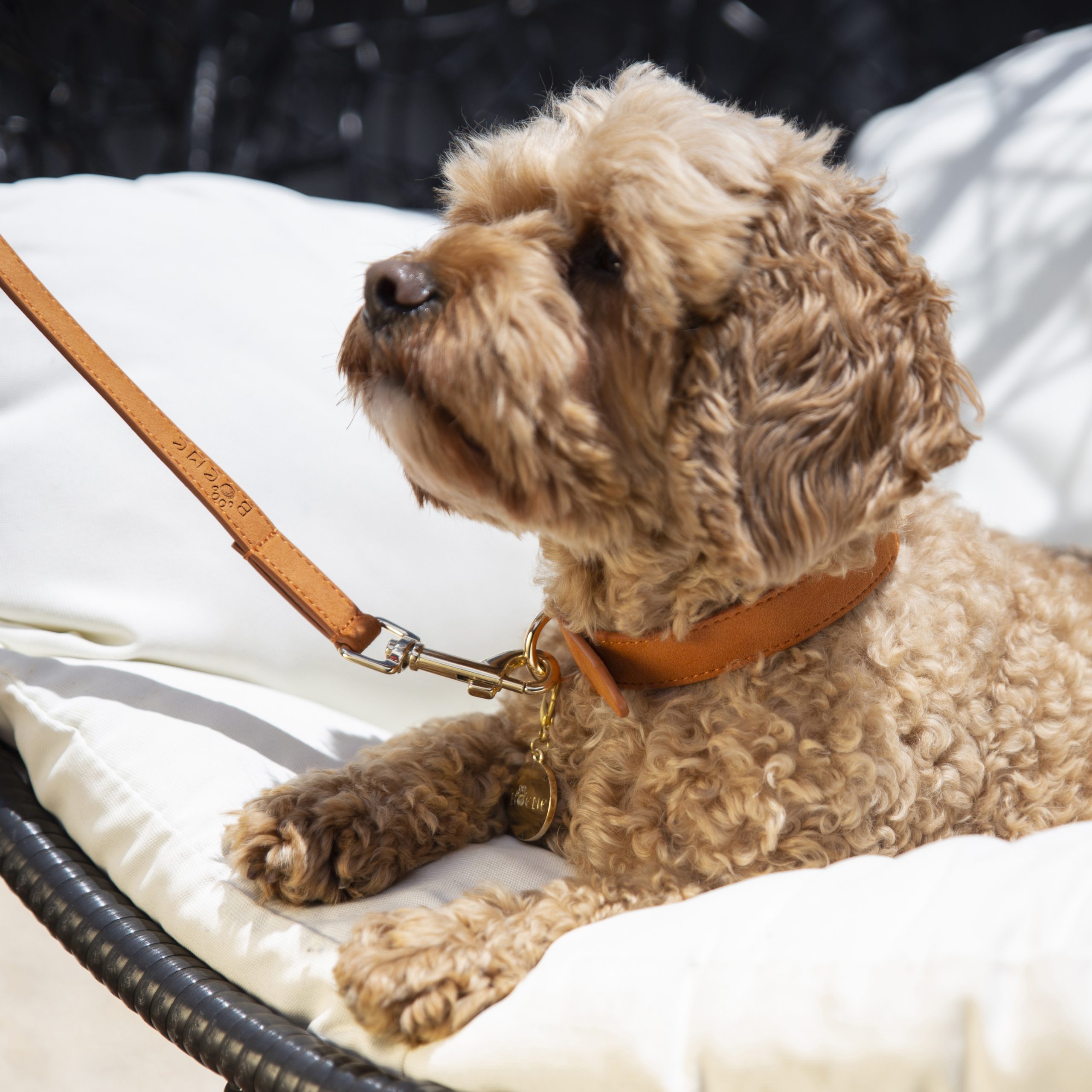 Flâneur Collar Walk Kit - Image 9